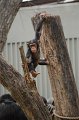 Kids_DFWzoo_3-2016 (268)